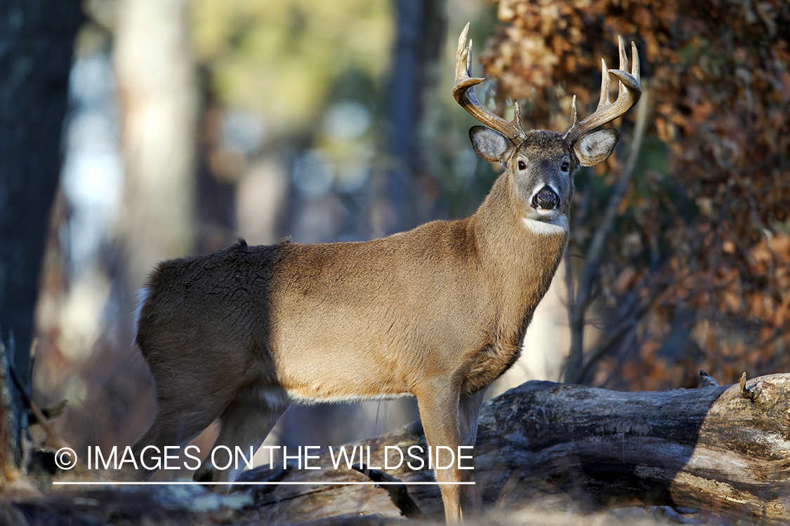 White-tailed buck in habitat. *