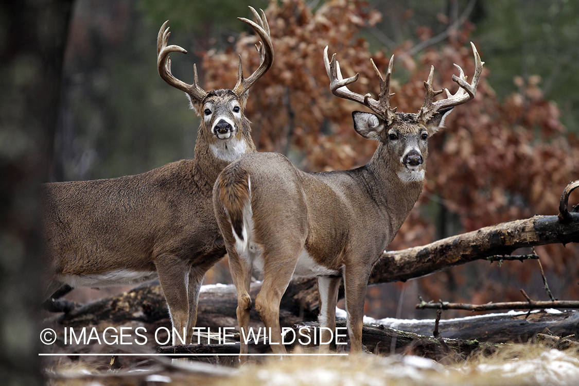 White-tailed bucks in habitat. *