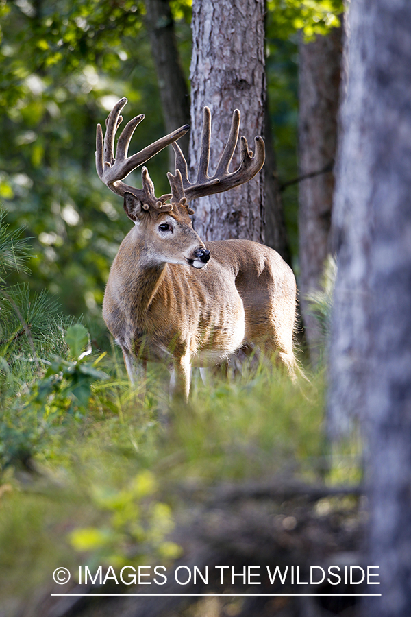 White-tailed deer in velvet in habitat. 