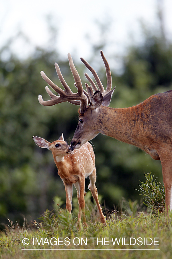 White-tailed buck with fawn. 