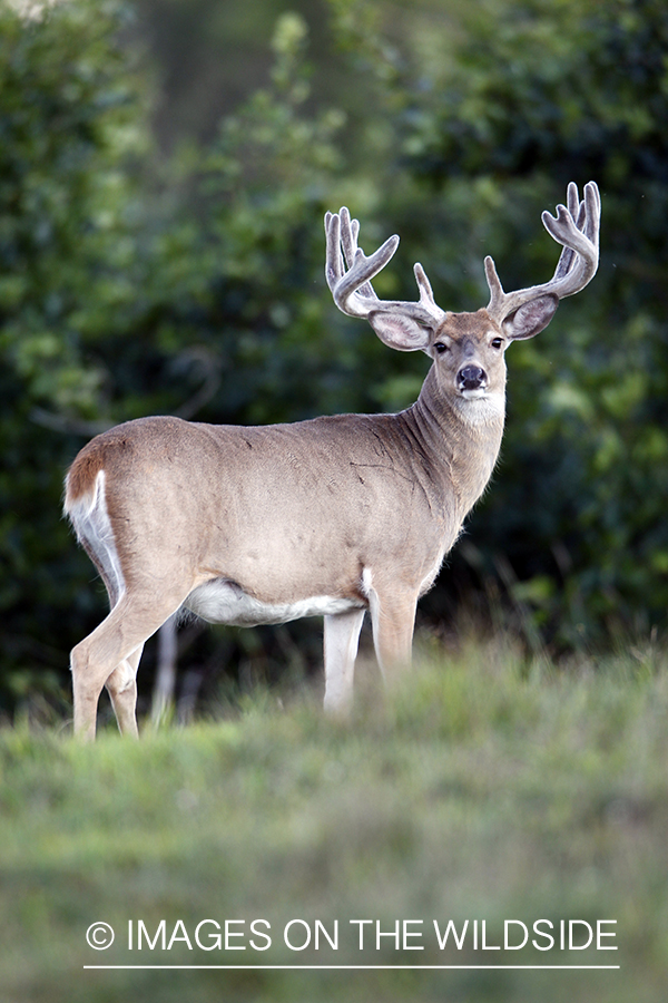 White-tailed buck in velvet.  