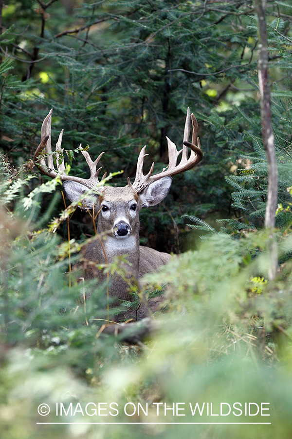 White-tailed buck in habitat.  