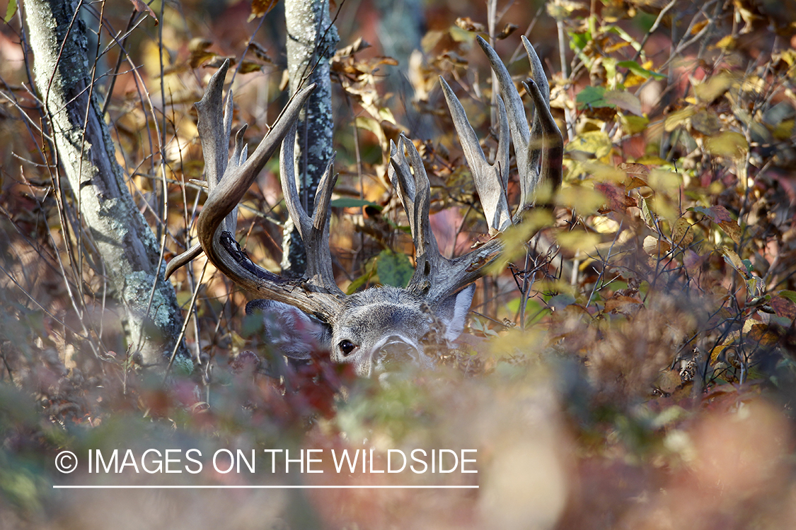 White-tailed buck in habitat. 