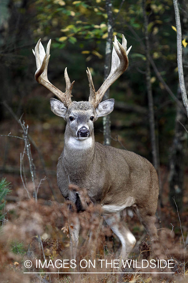 White-tailed buck in habitat. 