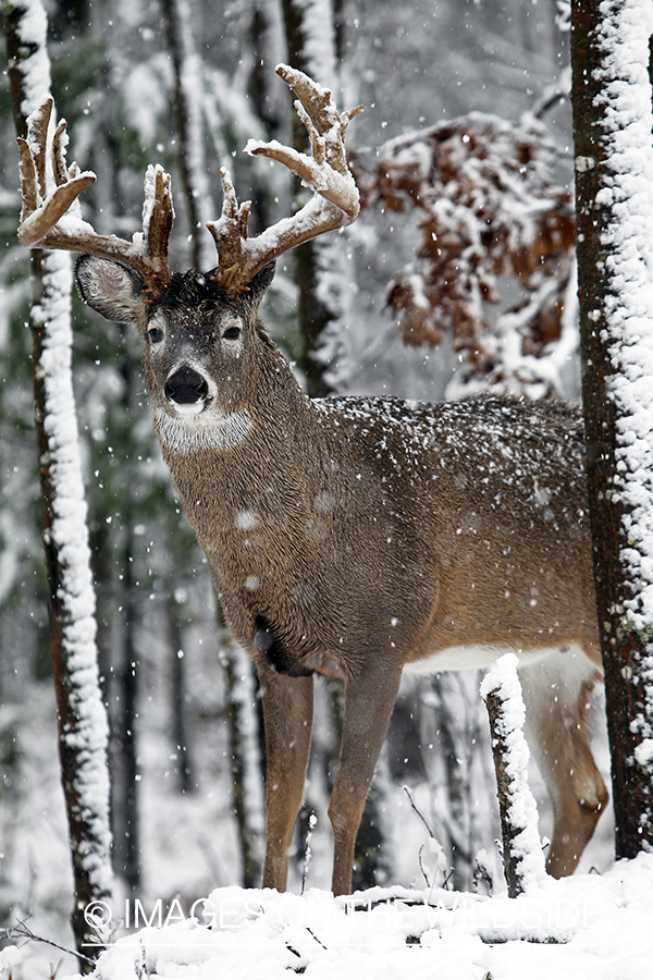 White-tailed buck in habitat. 