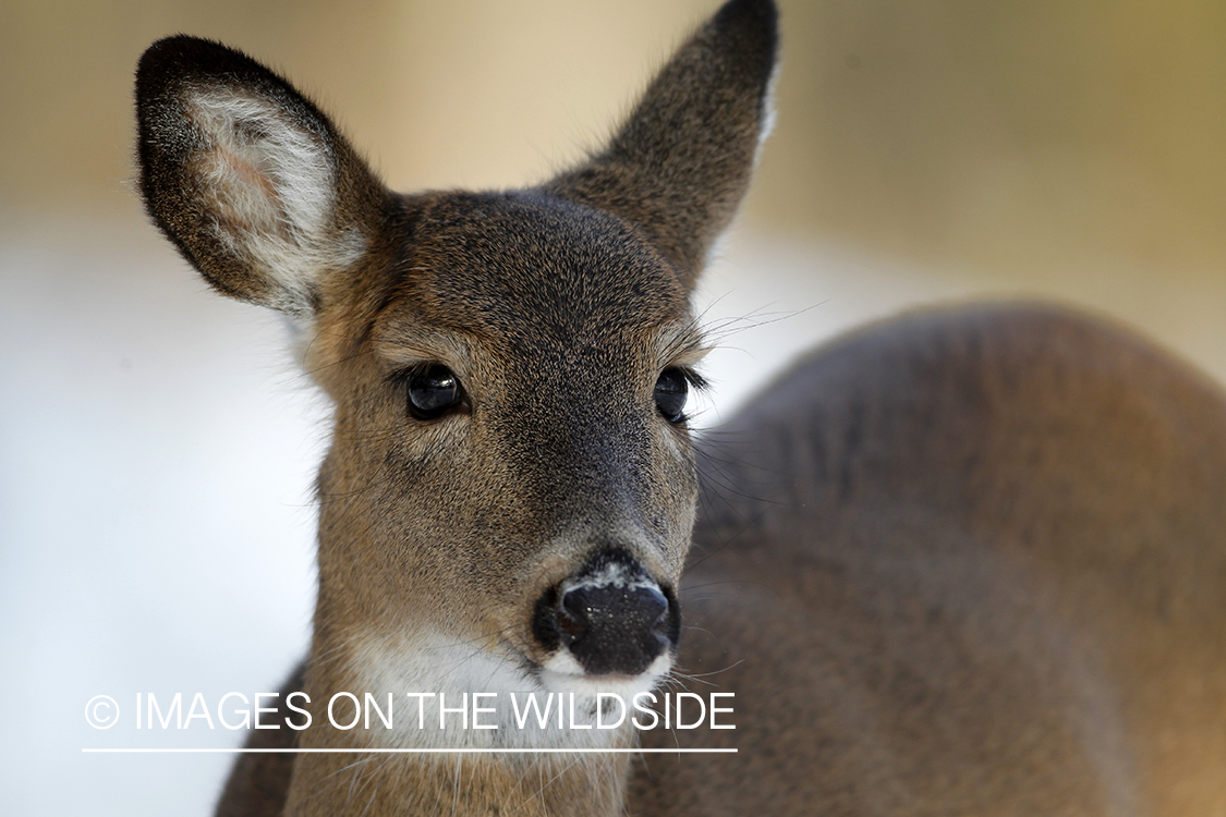 White-tailed deer in habitat.  