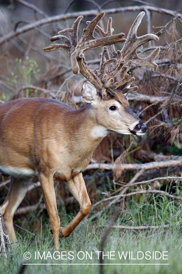 White-tailed buck in velvet.