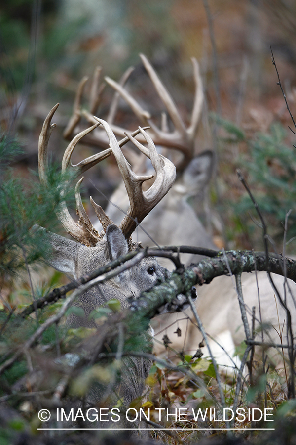 White-tailed buck scent marking branch.