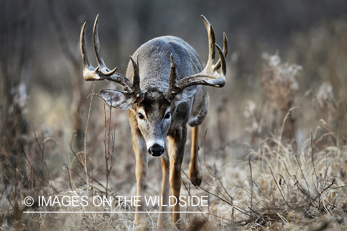 White-tailed buck in habitat.