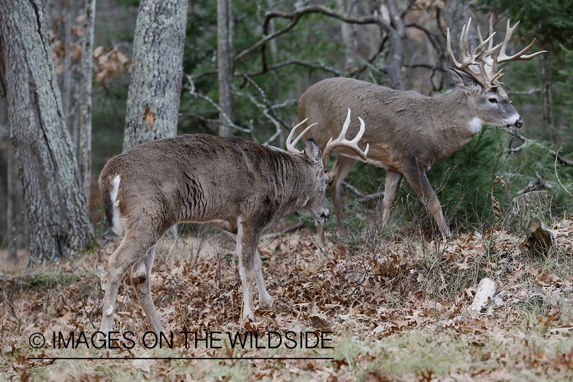 White-tailed bucks displaying aggressive behavior.