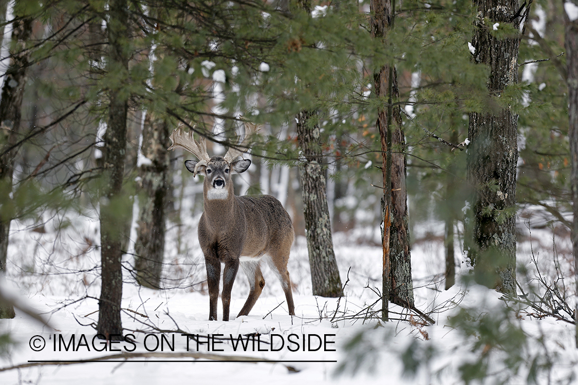 White-tailed buck in winter habitat.