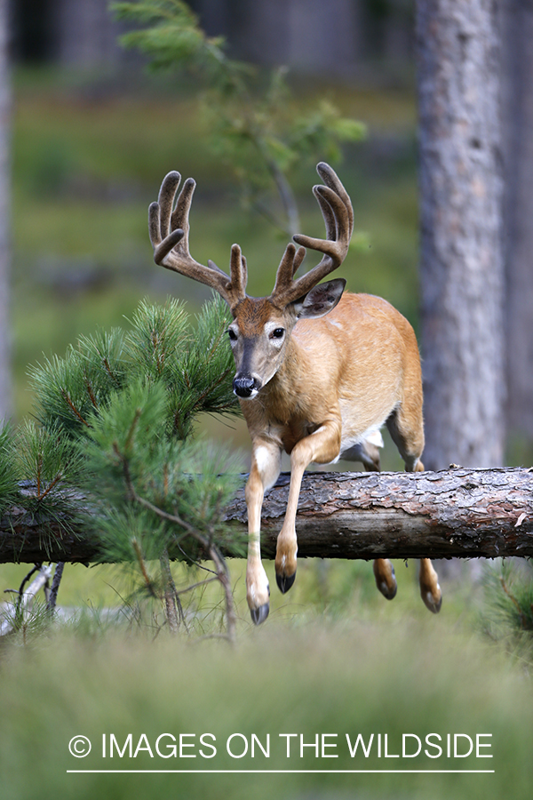 White-tailed buck in habitat.