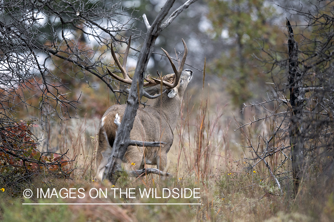 White-tailed buck in habitat. 