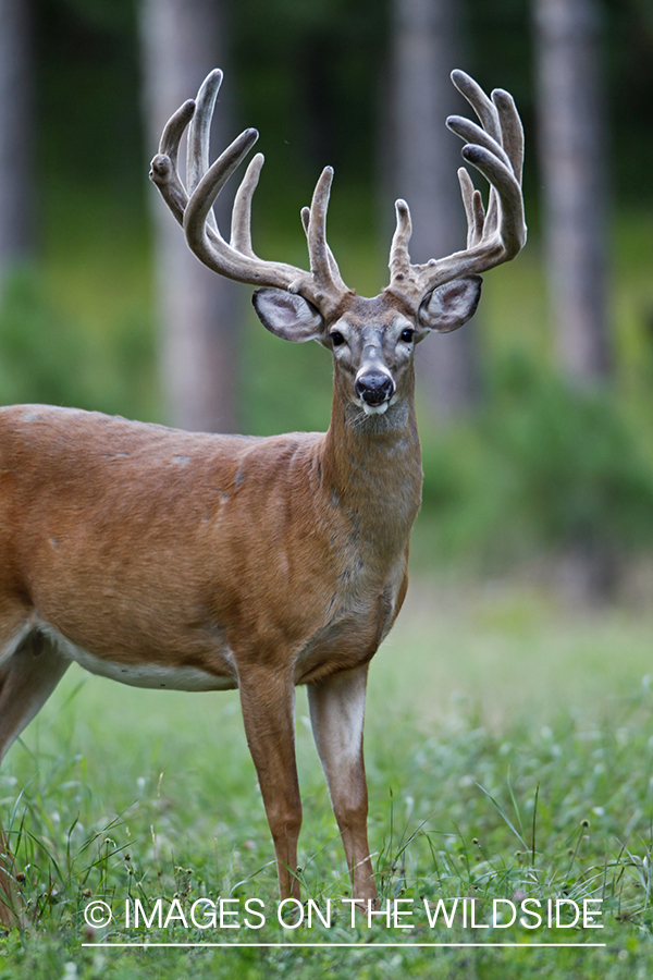 White-tailed buck in velvet.