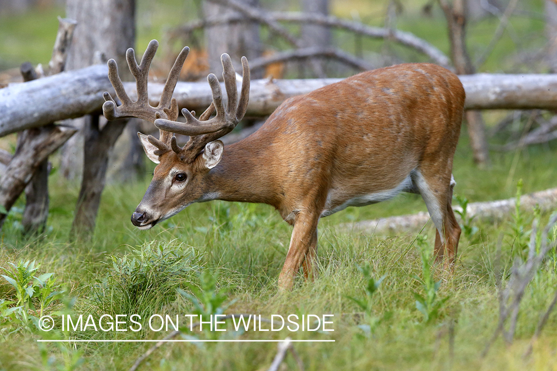 White-tailed buck in velvet.