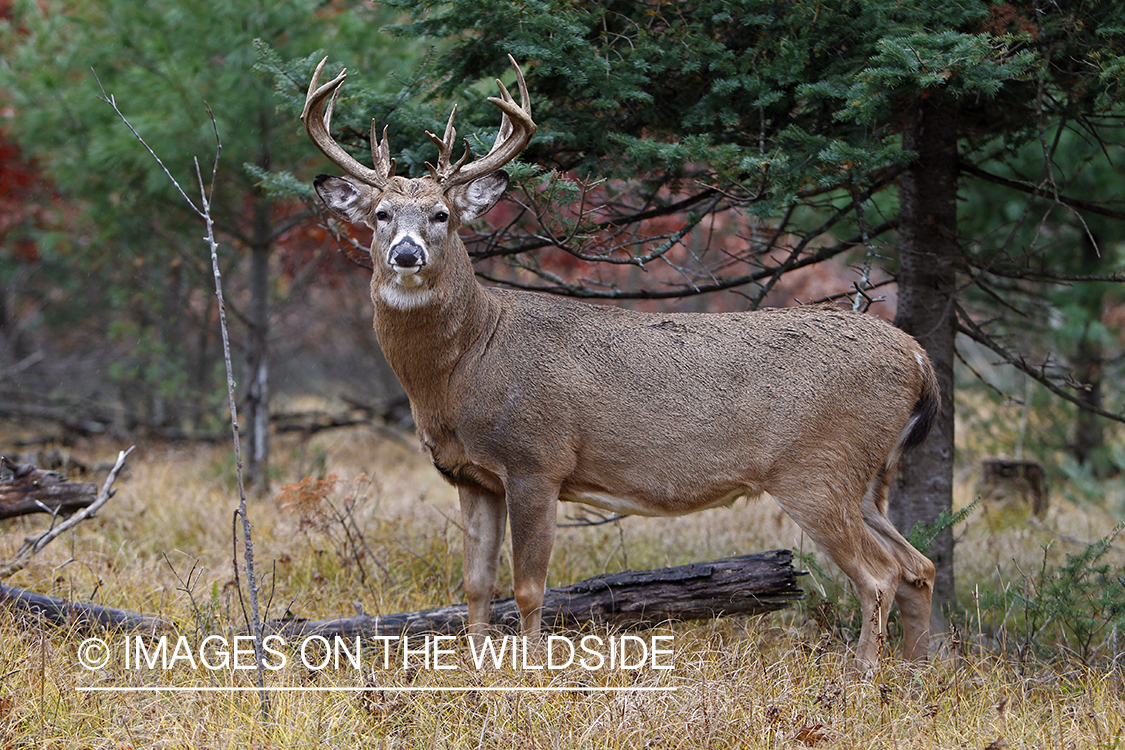 White-tailed buck in habitat.