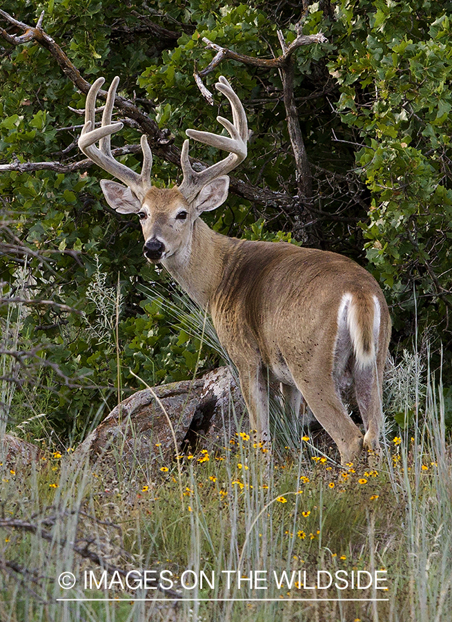 White-tailed buck in velvet.