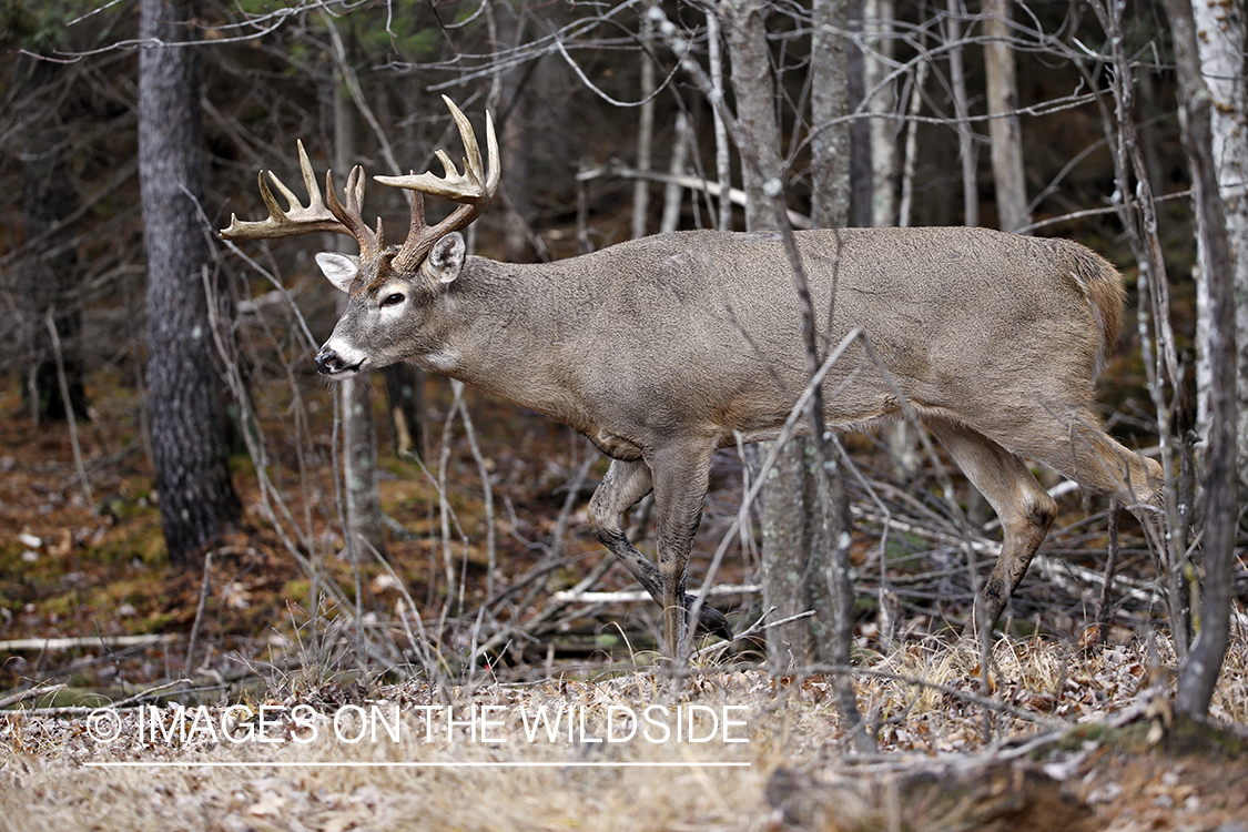 White-tailed buck in habitat.