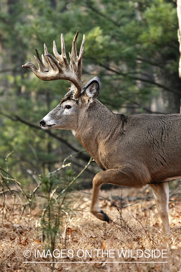 White-tailed buck in habitat.