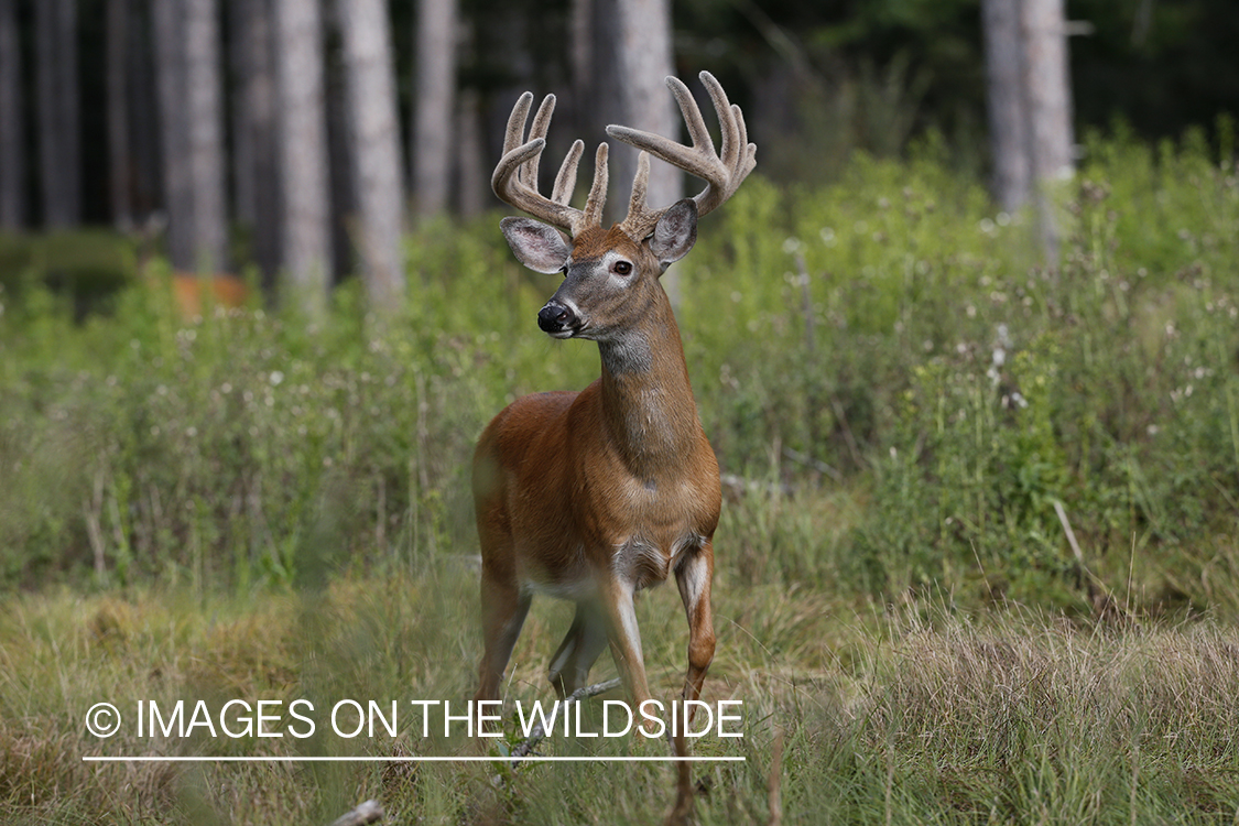 White-tailed Buck in Velvet.