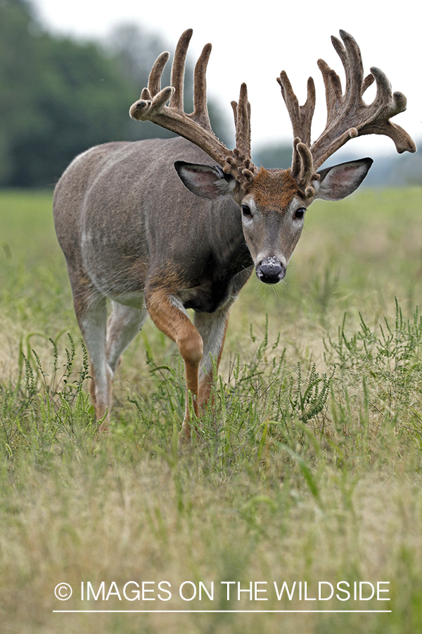 White-tailed buck in Velvet.