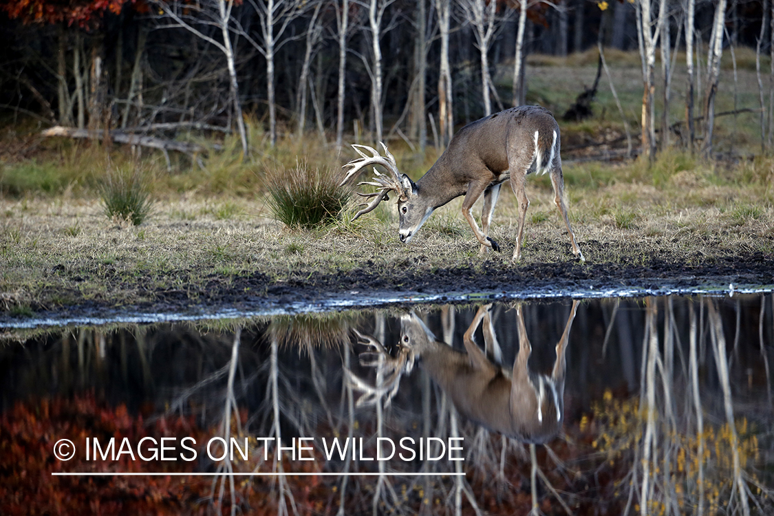 White-tailed buck with reflection in water.