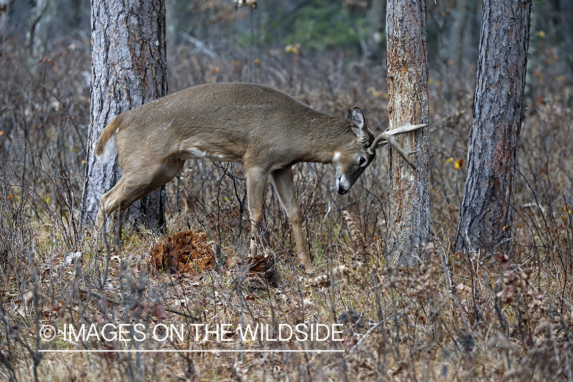 White-tailed buck scraping on large tree.