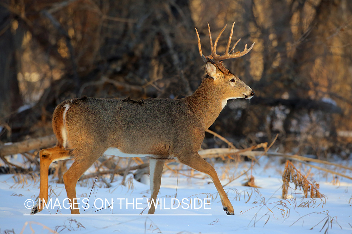 White-tailed buck in snow.