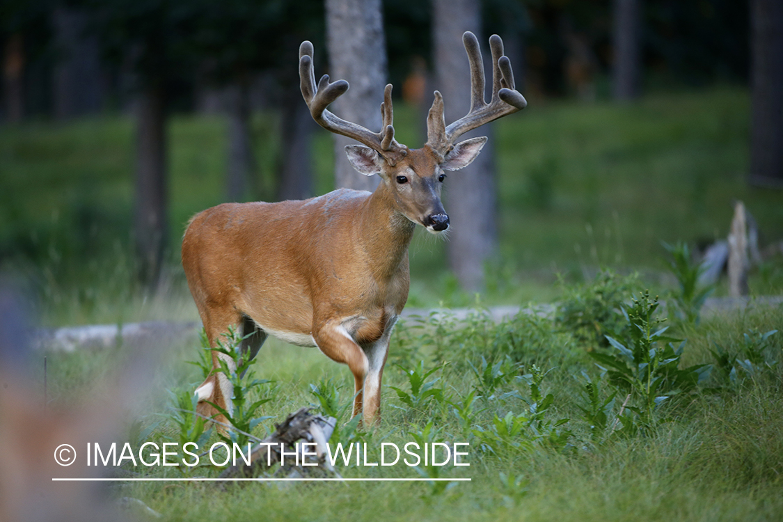 White-tailed buck in velvet.