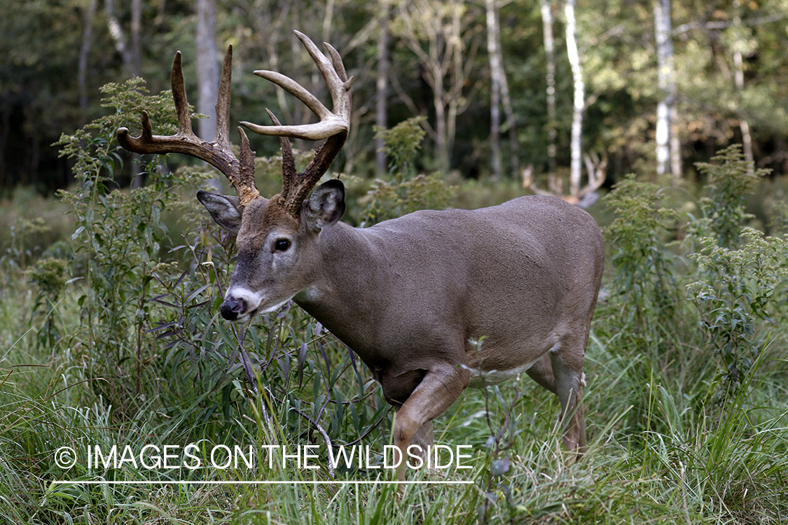 White-tailed buck in field.