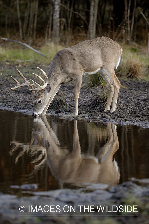 White-tailed buck in river.