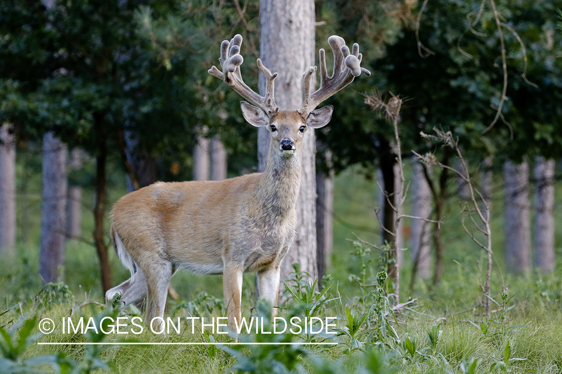 White-tailed buck in field.