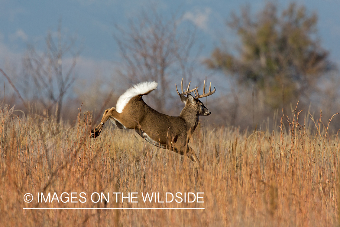 White-tailed buck leaping through field.