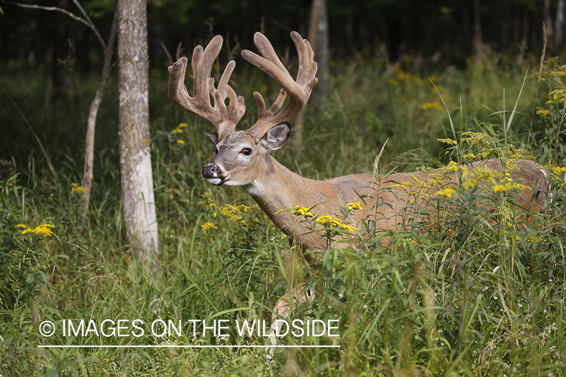 White-tailed buck in Velvet.