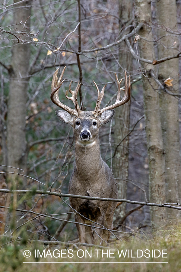 White-tailed buck in the rut.