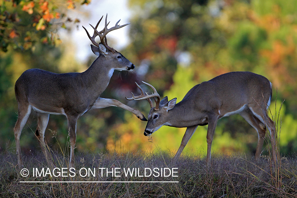 White-tailed bucks fighting.