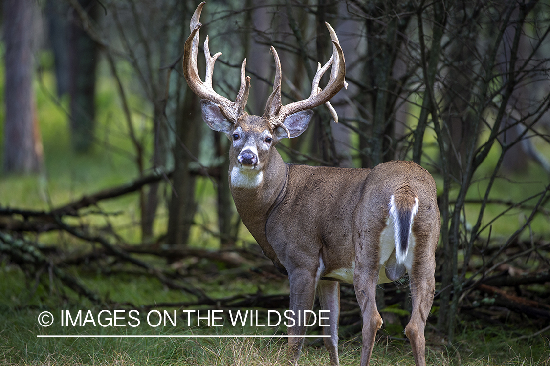 White-tailed buck in the Rut.