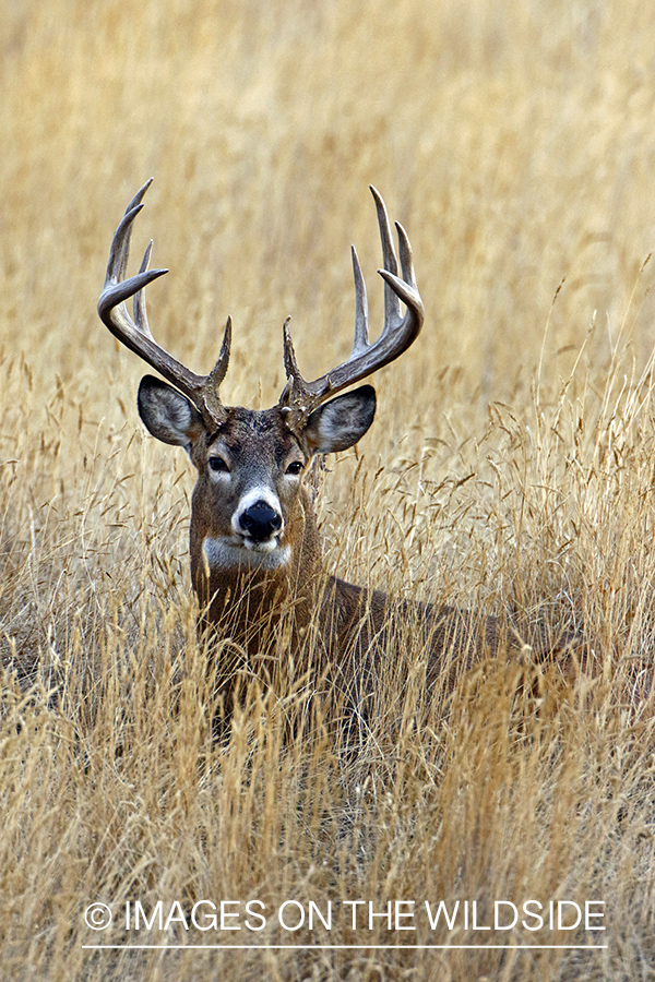 White-tailed buck in field.