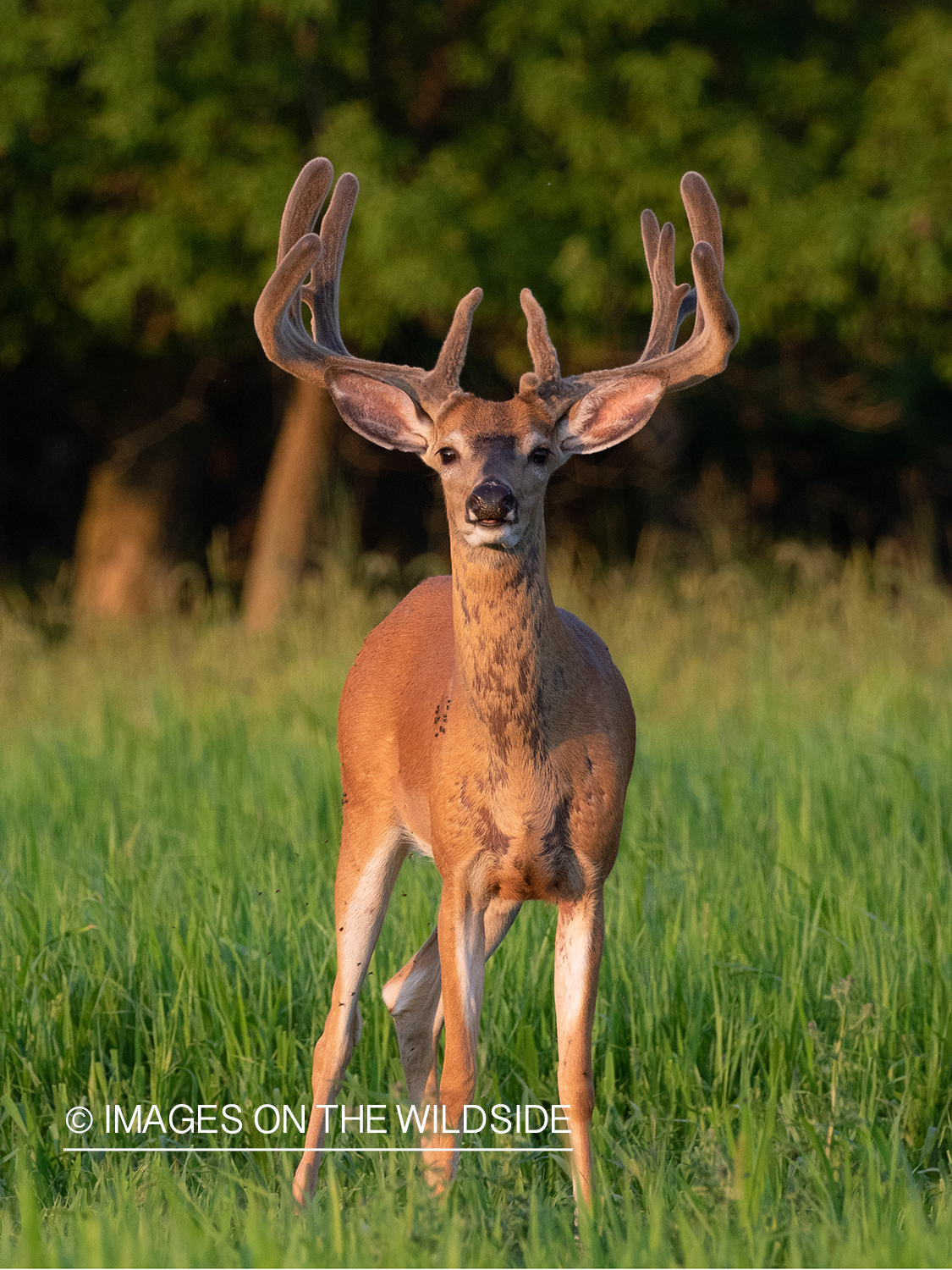 White-tailed deer in velvet.