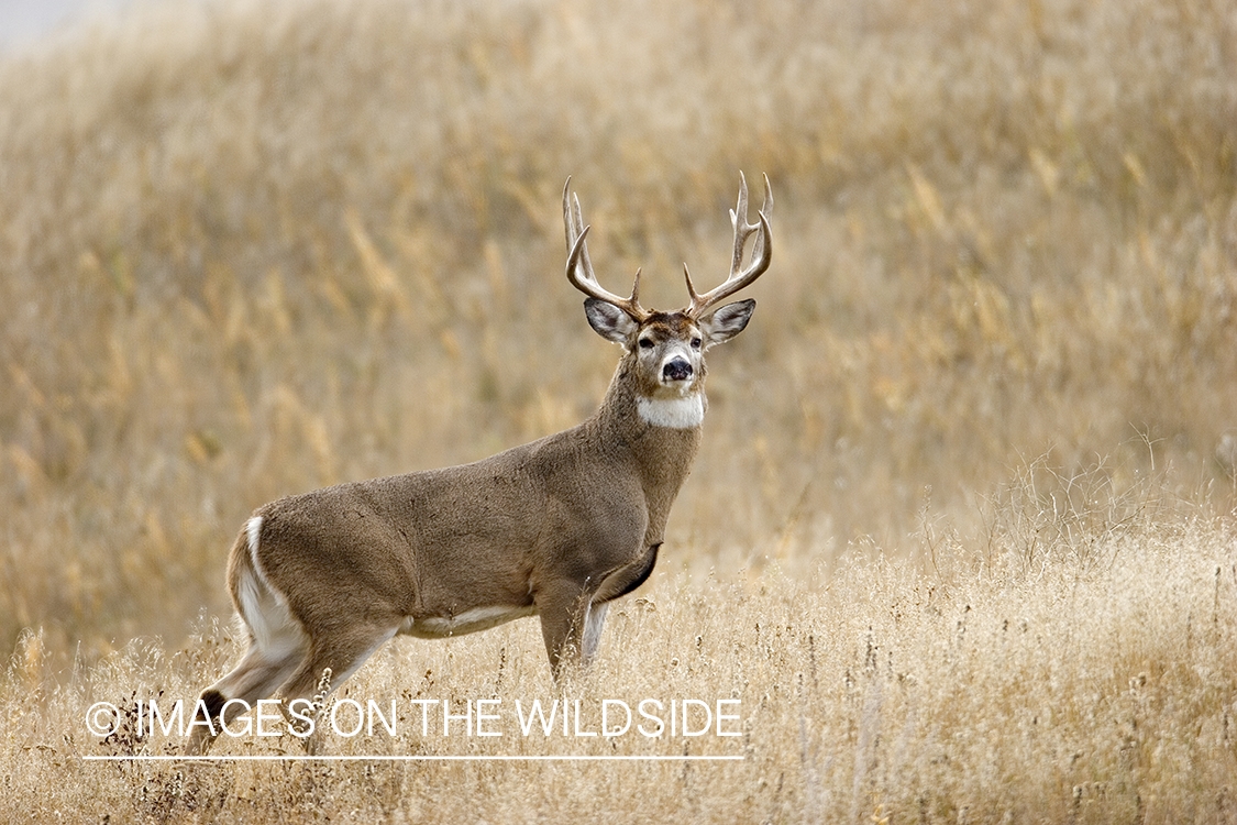 White-tailed buck in meadow.