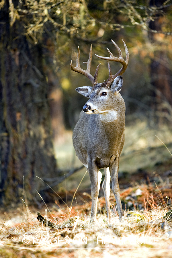 White-tailed deer in habitat