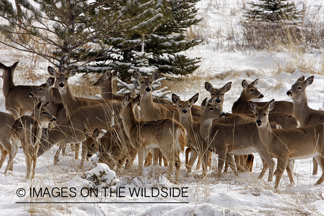 White-tailed deer herd in urban setting