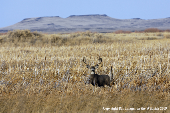 Mule buck in habitat