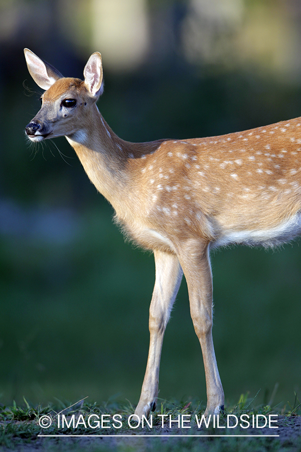 White-tailed fawn in habitat. 