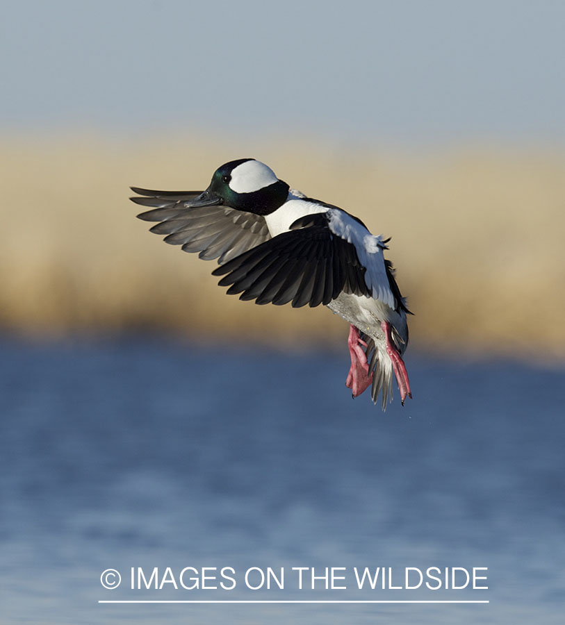 Bufflehead duck in flight.