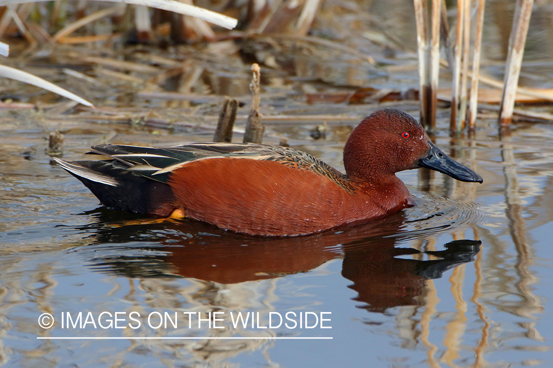 Cinnamon Teal Drake