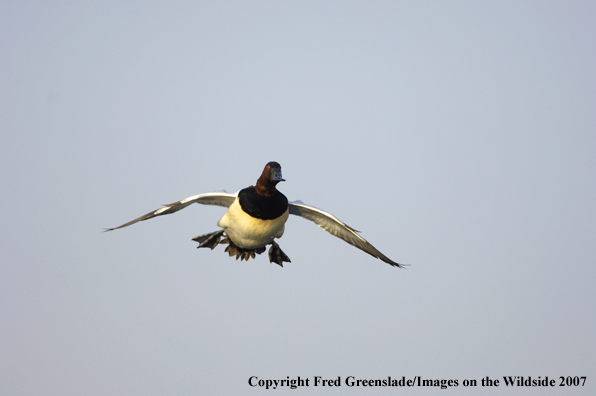 Canvasback duck