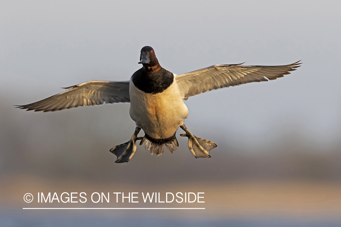 Canvasback in flight.