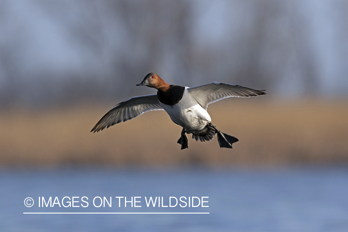 Canvasback in flight.