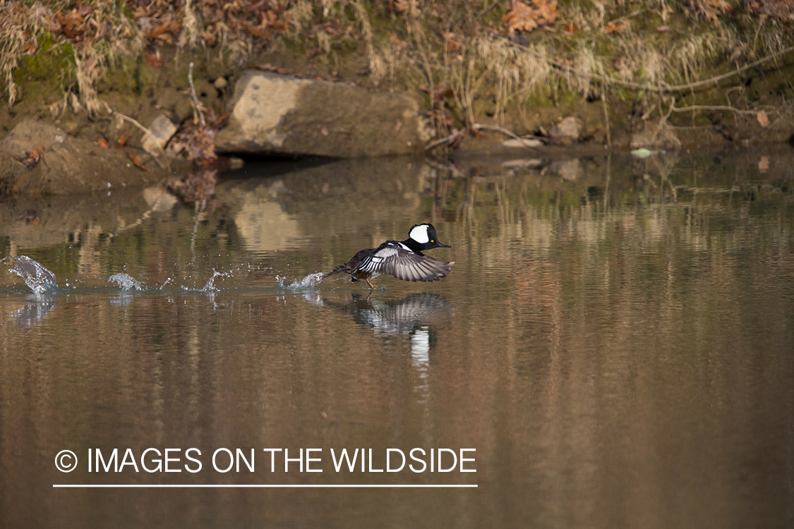 Hooded Merganser duck taking flight. 